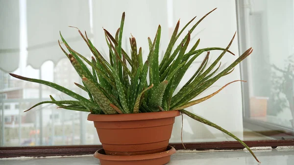 Termeszteni Aloe Vera Otthoni Erkélyen Erkélyes Dísznövények — Stock Fotó