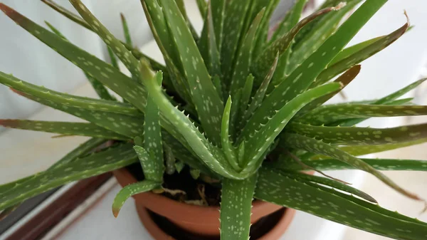 Aloe Vera Auf Dem Heimischen Balkon Balkon Zierpflanzen Kultivieren — Stockfoto