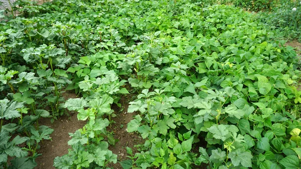 Okra Pflanze Garten Okra Korn Auf Der Pflanze Frische Okrapflanze — Stockfoto