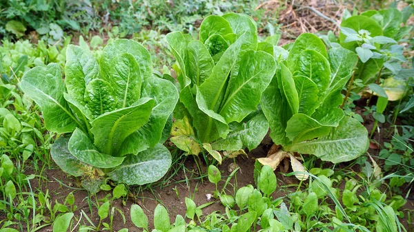 Lettuce Planted Garden Organic Natural Lettuce — Stock Photo, Image