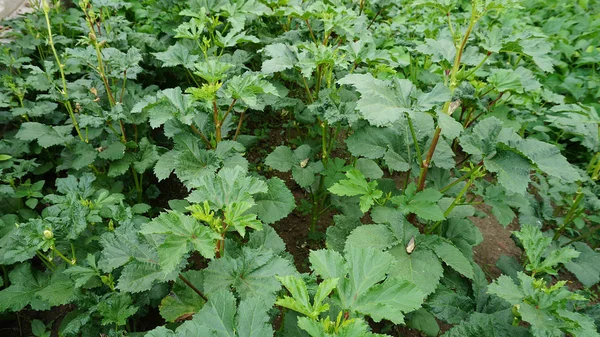 Okra Pianta Giardino Okra Grano Sulla Pianta Impianto Okra Fresco — Foto Stock