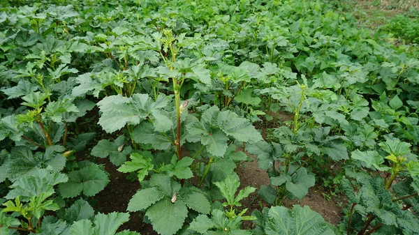 Okra Planta Jardim Grão Quiabo Planta Planta Quiabo Fresco — Fotografia de Stock