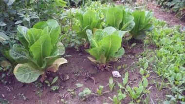 Bahçede taze marul, bahçede taze doğal marul.,