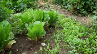 Bahçede taze marul, bahçede taze doğal marul.,