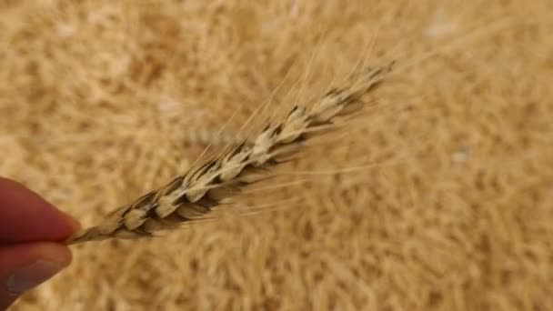 ベーカリー製品と小麦の耳手作り麺と小麦の耳 — ストック動画