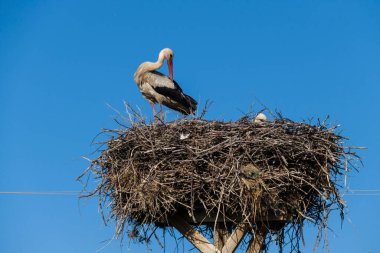 Yuvada bir çift leylek, kuluçka döneminde leylek ve karısı yuvadalar.,