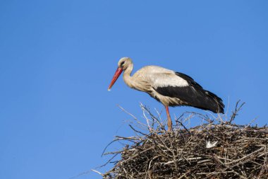 Bir leylek yuvasında karısını bekliyor, mavi gökyüzü ve leylek yuvası, doğal leylek yuvası.,