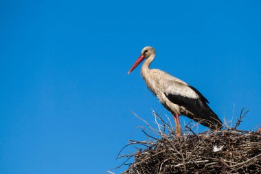 Bir leylek yuvasında karısını bekliyor, mavi gökyüzü ve leylek yuvası, doğal leylek yuvası.,