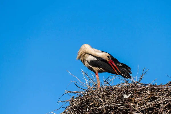 Stork Venter Sin Kone Reden Blå Himmel Stork Rede Naturlig - Stock-foto