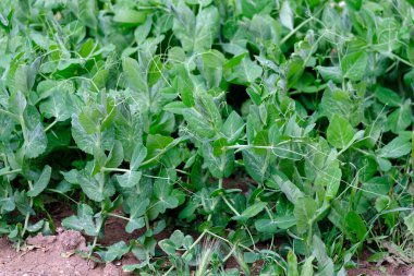 Bezelye, hobi bahçesi ve bahçede olgunlaşmaya başlayan bezelye bitkisi.,