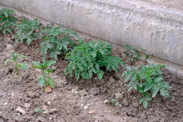 Piantine Pomodoro Che Iniziano Maturare Piante Pomodoro Nel Giardino Hobby — Foto Stock
