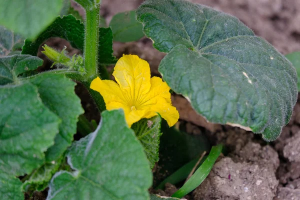 Pepino Começando Amadurecer Jardim Planta Pepino Florido Jardim Hobby — Fotografia de Stock