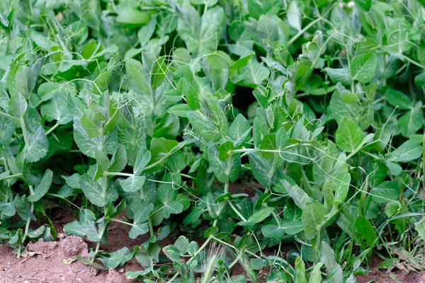 Erbsenpflanze Hobbygarten Und Erbsenpflanze Die Garten Reifen Beginnt — Stockfoto