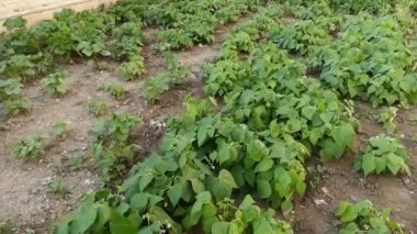 Yenilebilir yeşil fasulye, doğal hobi bahçesinde olgunlaşan fasulye bahçesi.,