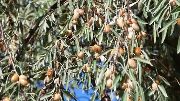 Oleaster Tree Oleaster Fruit Spiny Oleaster Tree Fruits — Stock video