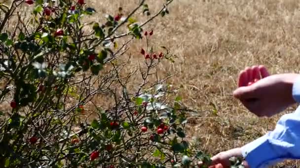 Picking Fresh Rosehips Person Picking Rosehips — Stock Video