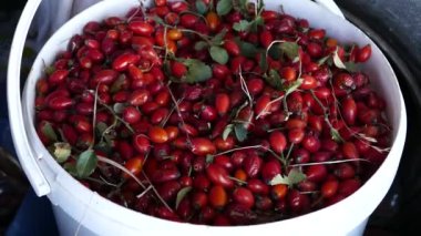 Taze toplanmış bir kova kırmızı gül kalçası meyvesi..