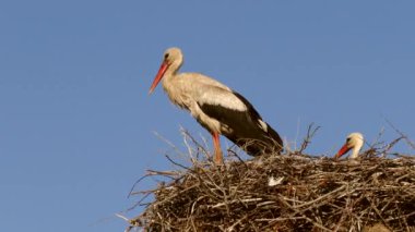 Yuvada bir çift leylek, kuluçka döneminde leylek ve karısı yuvadalar.,