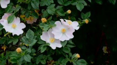 Baharda açan gül kalça ağacı, çiçek açan gül kalçası ağacı, gül kalça çiçeği.,