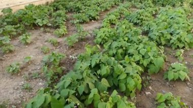 Yenilebilir yeşil fasulye, doğal hobi bahçesinde olgunlaşan fasulye bahçesi.,