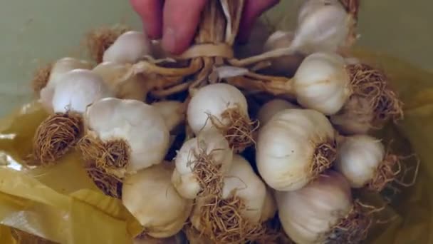 Naturlig Vitlök Torr Vitlök Med Stjälkar — Stockvideo