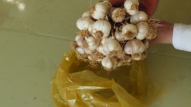 Bawang Putih Alami Bawang Putih Kering Dengan Batang — Stok Video