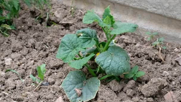 Pepino Comienza Madurar Jardín Planta Pepino Con Flores Jardín Hobby — Vídeo de stock