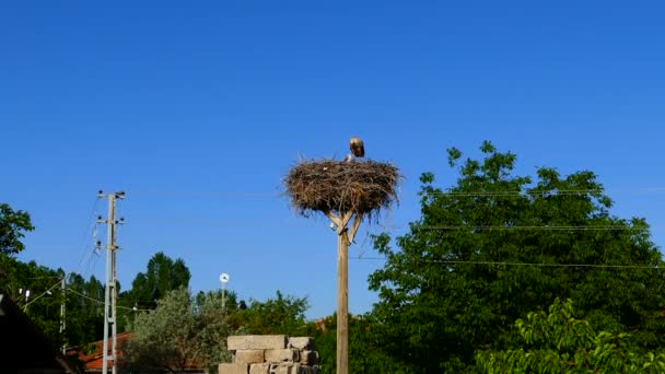 Ein Storch Wartet Nest Auf Seine Frau Blauer Himmel Und — Stockvideo