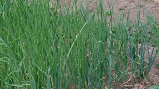 oignon vert frais dans le jardin de passe-temps bio,