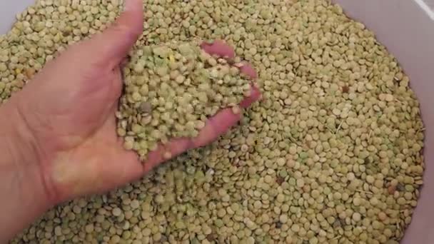 天然绿豆 未经分类的垃圾和石豆 — 图库视频影像