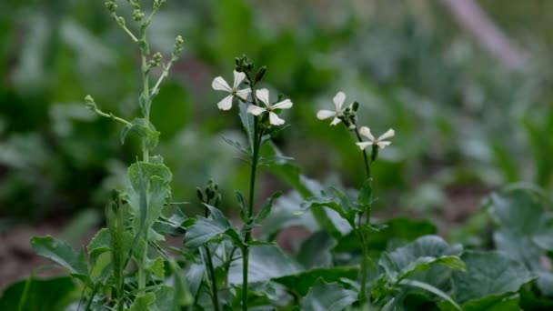 Die Blüte Der Rucola Pflanze Hobbygarten Heilpflanze Rucola — Stockvideo