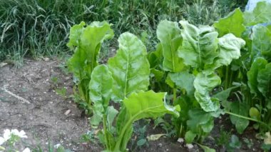 Taze pazı yaprakları doldurmak için,