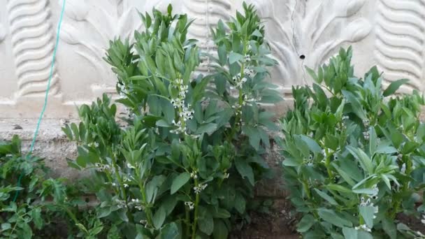 Gousses Plantes Commencent Mûrir Gousses Fleurissant Dans Jardin Passe Temps — Video