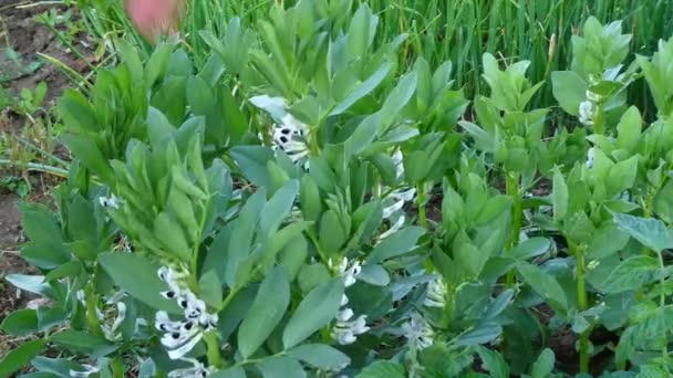 Rośliny Strąków Zaczynają Dojrzewać Strąki Kwitną Ogrodzie Hobby — Wideo stockowe