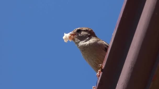 Ein Wurzelsperling Mit Futter Maul — Stockvideo