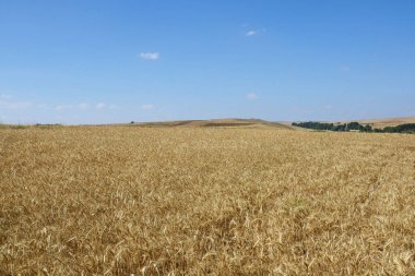 olgunlaşmış buğday kulakları, olgunlaşmış buğday bitkisi, kurutulmuş hasat hazır buğday bitkisi, olgunlaşmış buğday tarlası,,