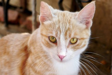 Sokak kedisi, yakın plan kedi portresi, yakın plan güzel, büyük gözlü sevimli kedi.,