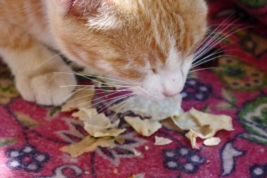 Bir kedi ekmek parçalarıyla beslenir, anne kedi ekmek yer.,