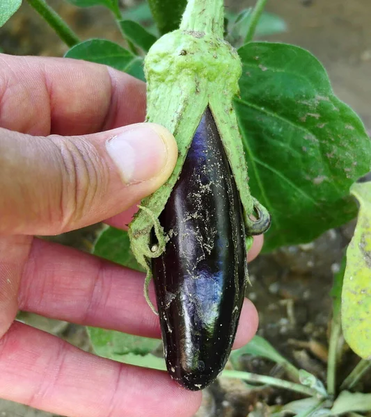 Fresh Natural Eggplant Eggplant Vegetable Hobby Garden — Stock Photo, Image