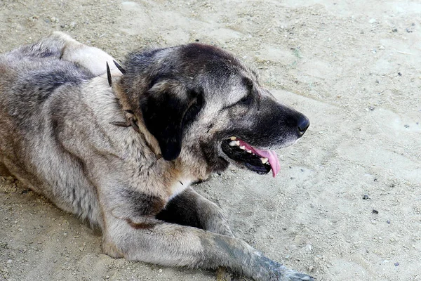 Perro Pastor Que Protege Rebaño Los Lobos — Foto de Stock