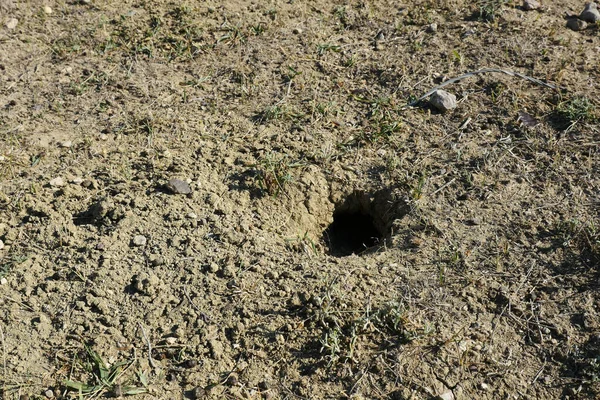 自然なマウススロット 地面のマウスホール フィールドのマウスホール — ストック写真