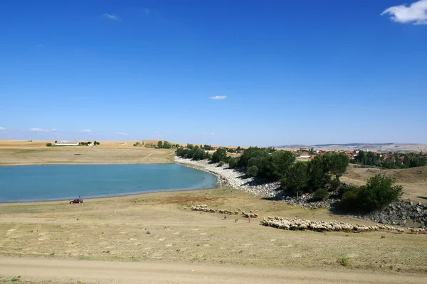 Стадо Овец Стадо Овец Бегущих Воду Пить Воду — стоковое фото