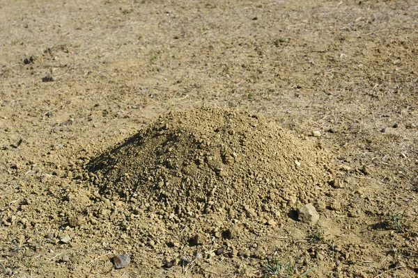 Molehill Zrobił Kreta Gromadę Gleby Kreta Ziemi Stosu — Zdjęcie stockowe