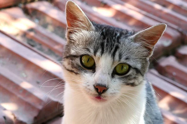 Αδέσποτη Γάτα Κοντινό Πλάνο Πορτραίτο Γάτας Κοντινό Πλάνο Όμορφη Χαριτωμένη — Φωτογραφία Αρχείου