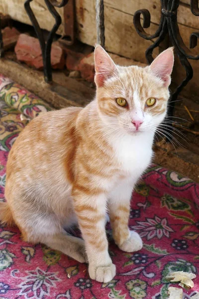 Gato Callejero Retrato Gato Cerca Primer Plano Hermoso Gato Lindo — Foto de Stock