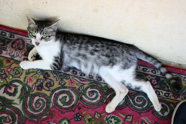 고양이는 즐거움에 회색과 흰색의 귀여운 고양이는 — 스톡 사진