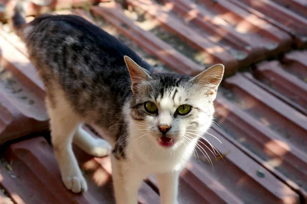 Αδέσποτη Γάτα Κοντινό Πλάνο Πορτραίτο Γάτας Κοντινό Πλάνο Όμορφη Χαριτωμένη — Φωτογραφία Αρχείου