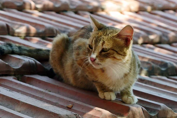 Trieste Vermoeide Kat Dakpannen Hongerige Zwerfkat — Stockfoto