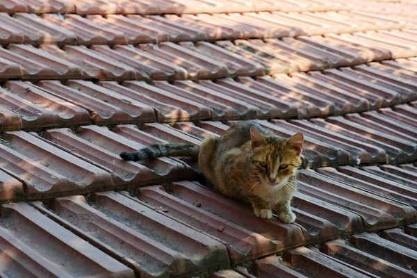 Trieste Vermoeide Kat Dakpannen Hongerige Zwerfkat — Stockfoto