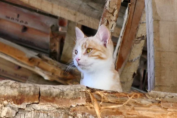 Ondeugende Kat Zwerven Het Dak Geel Witte Kat Zwerven Het — Stockfoto